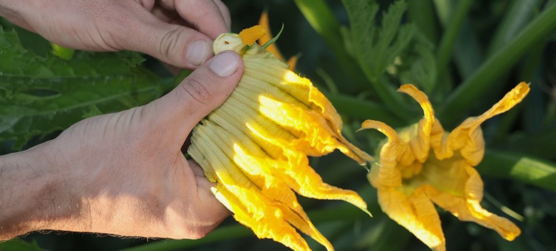 pollinisation des courgettes