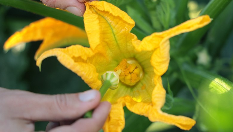 pollinisation des courgettes