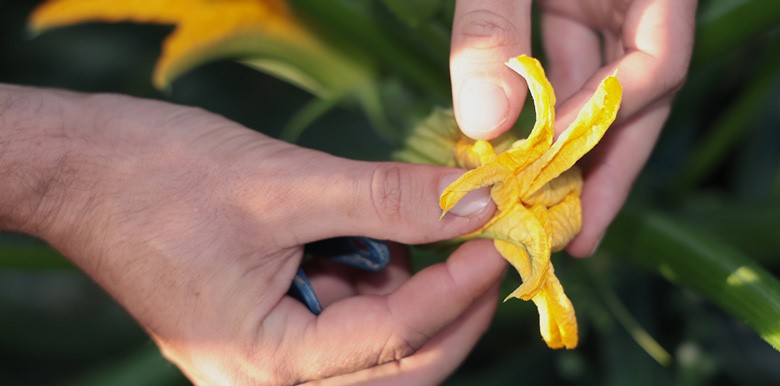 pollinisation des courgettes