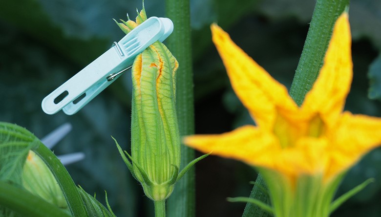 pollinisation des courgettes