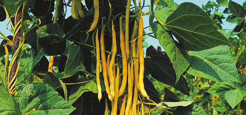 haricot bio