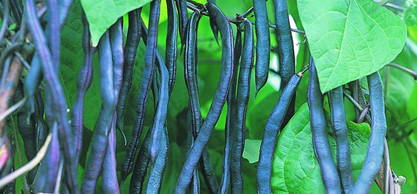 haricots bio