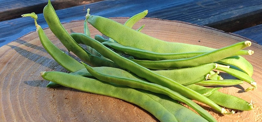haricots bio