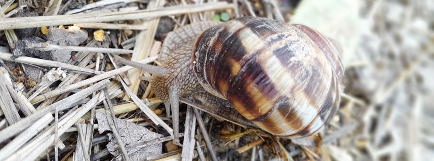 escargot