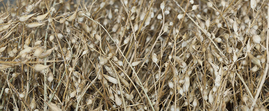 ferme semencière graines Bio