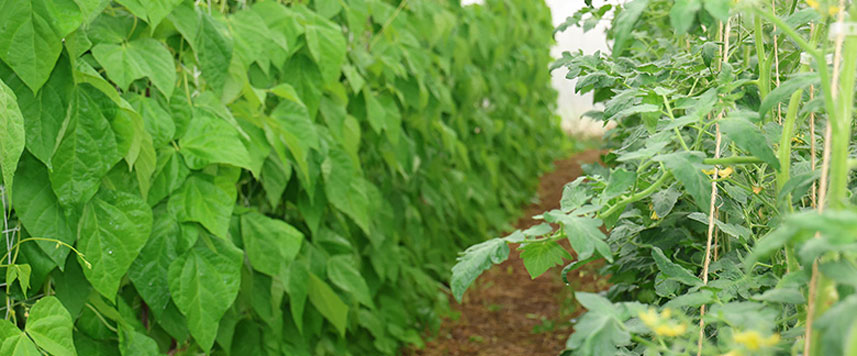 ferme semencière graines Bio