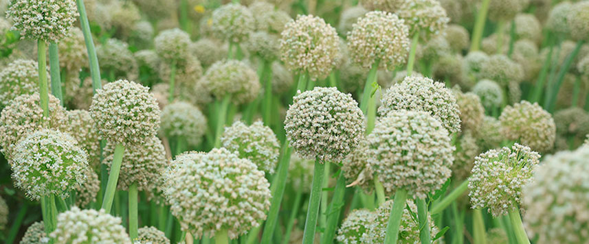 ferme semencière graines Bio