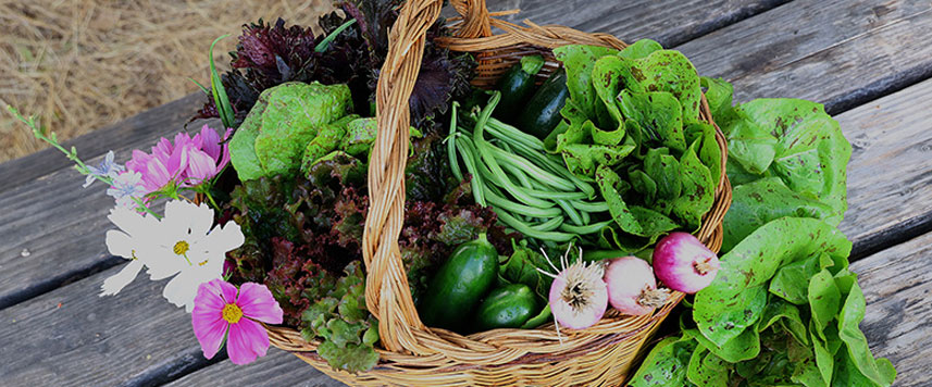 ferme semencière graines Bio