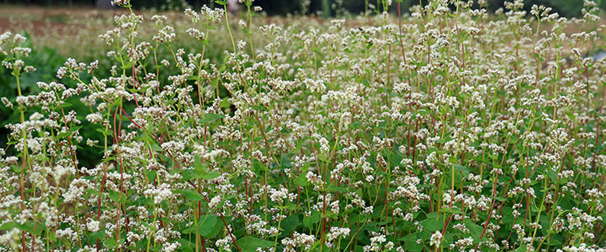 ferme semencière graines Bio