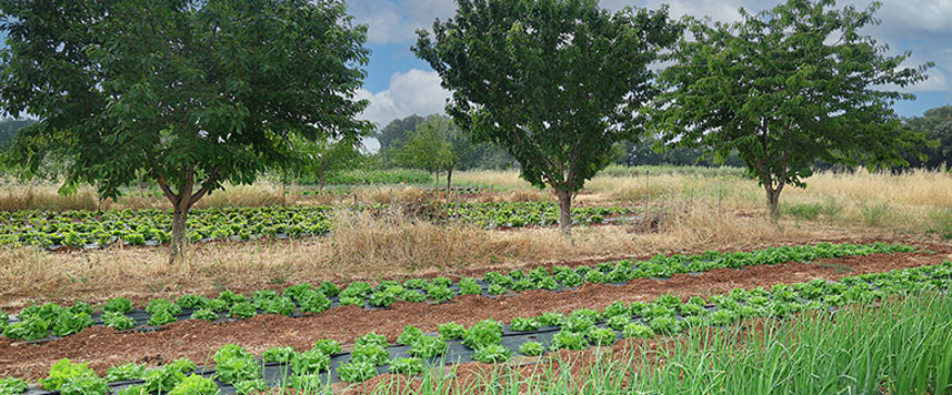 ferme semencière graines Bio