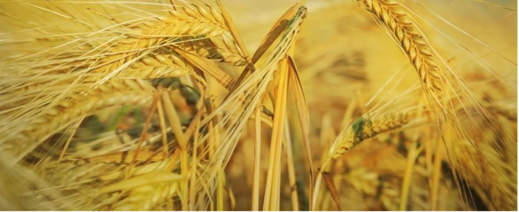 seigle bio engrais verts