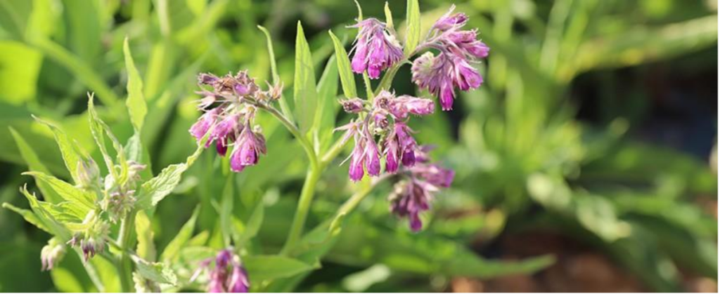 graines bio de consoude - engrais verts