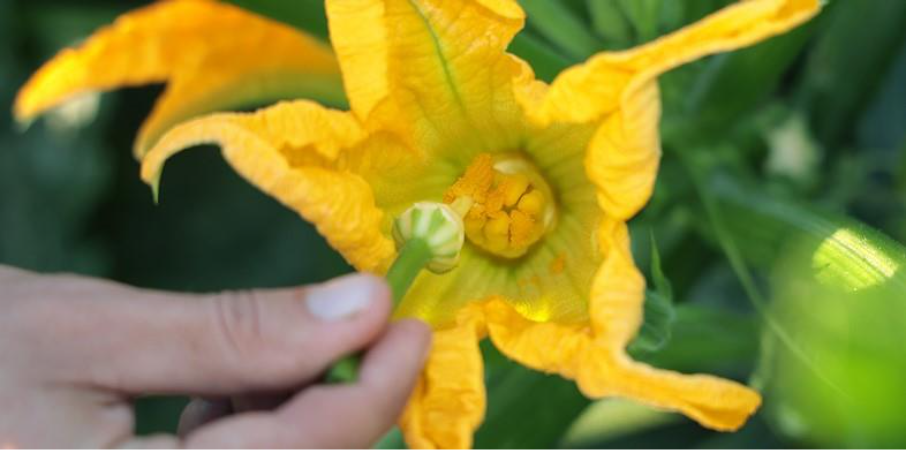 Le métier de semencier