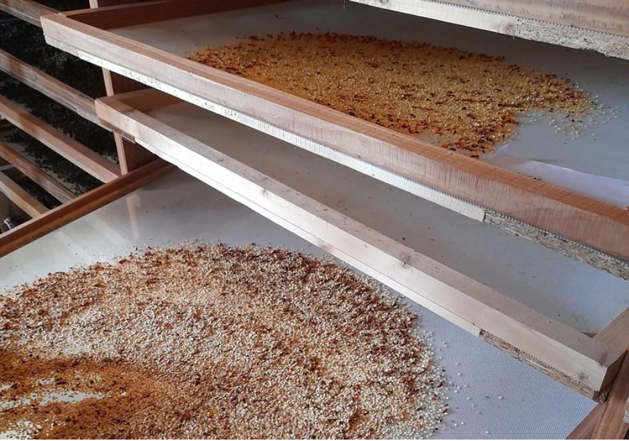 Le séchage des graines Bio