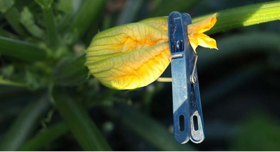 Le métier de semencier