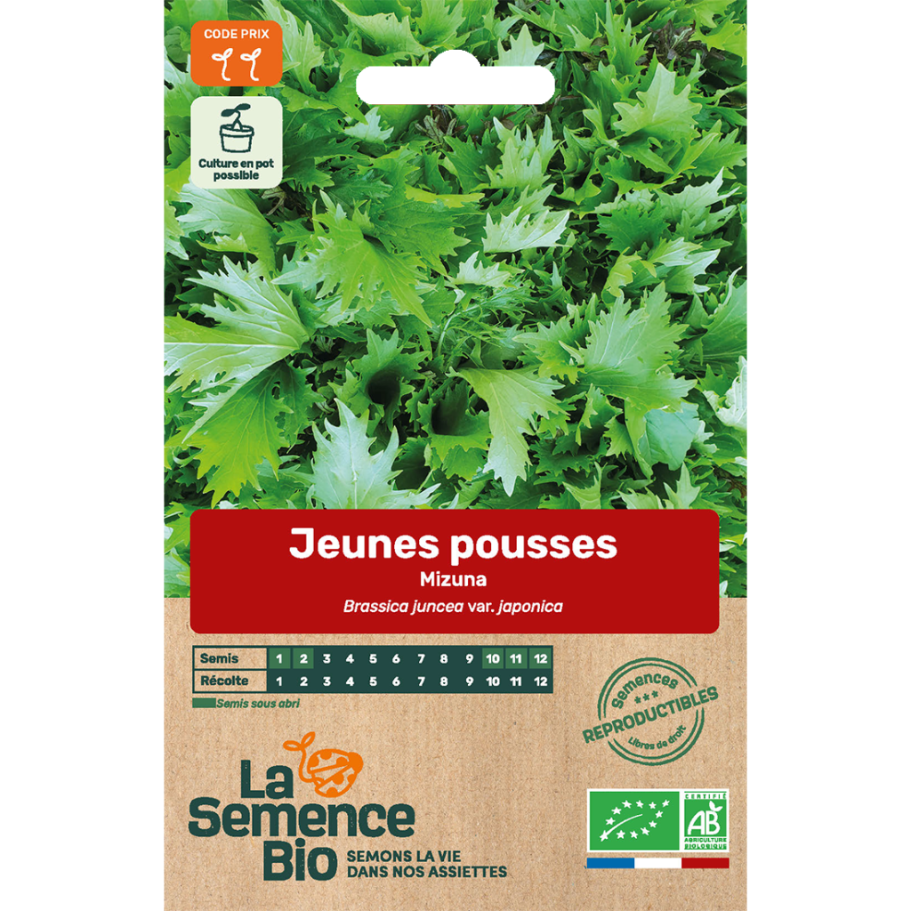 chou bio, semis de janvier