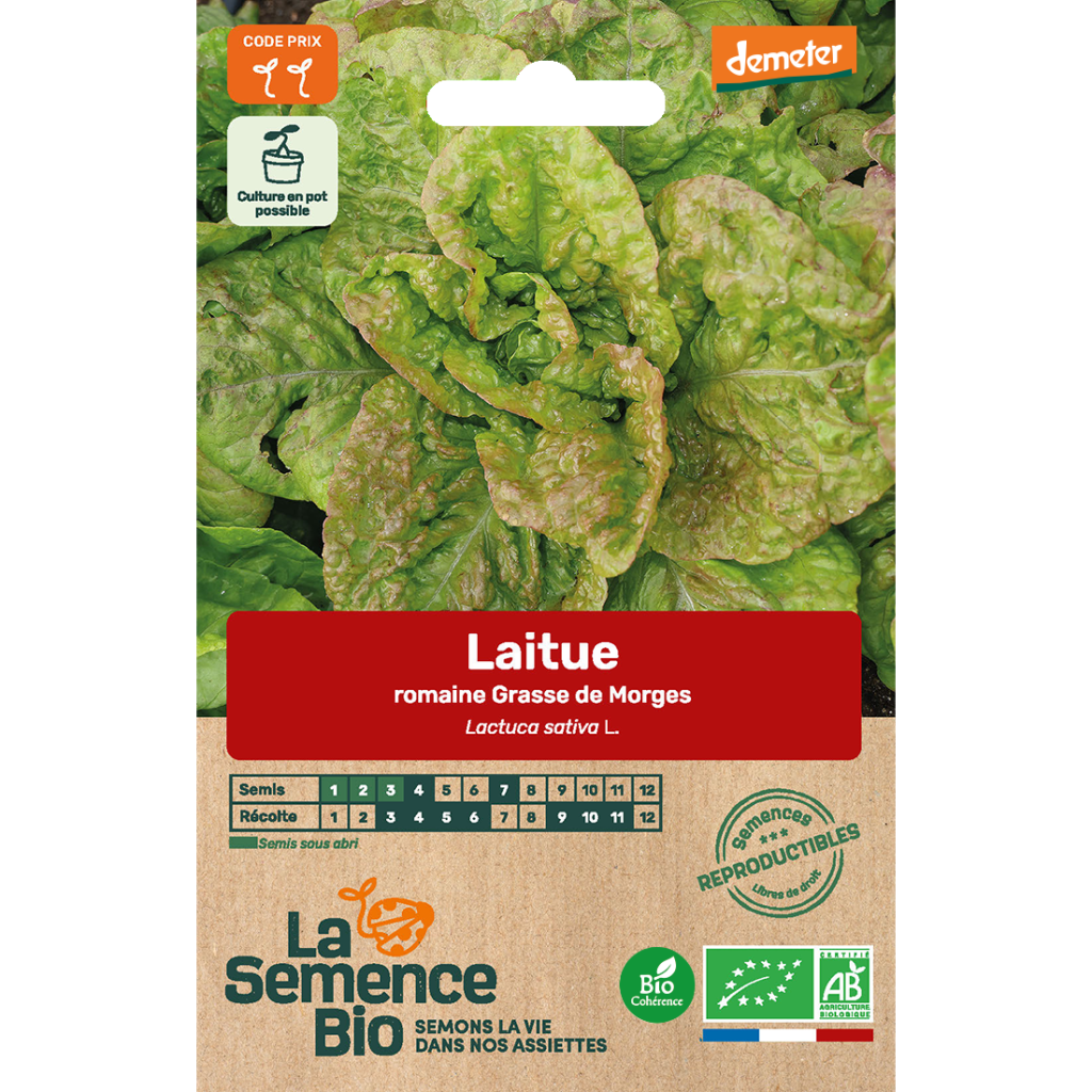 tomate,  semis de janvier