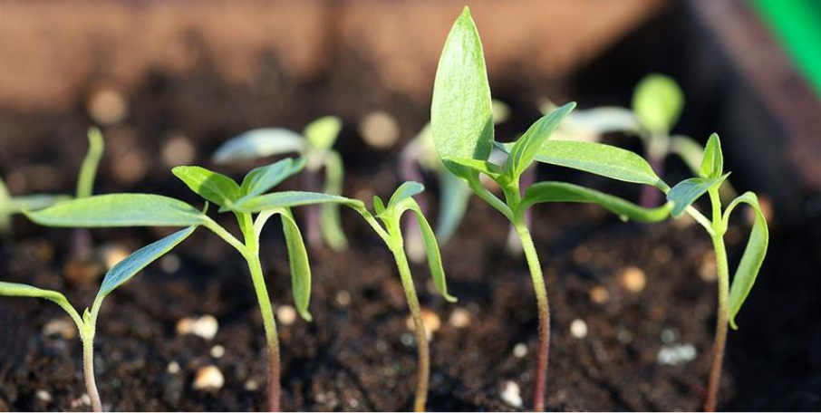 semis fevrier potager