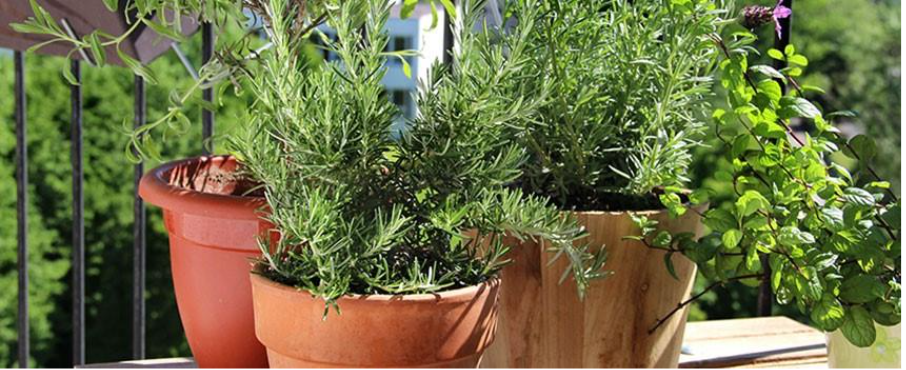 comment débuter un potager facilement