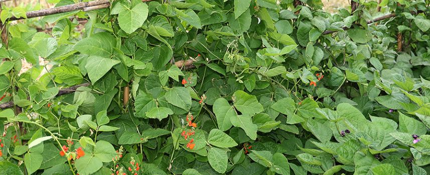 haricot culture en pot
