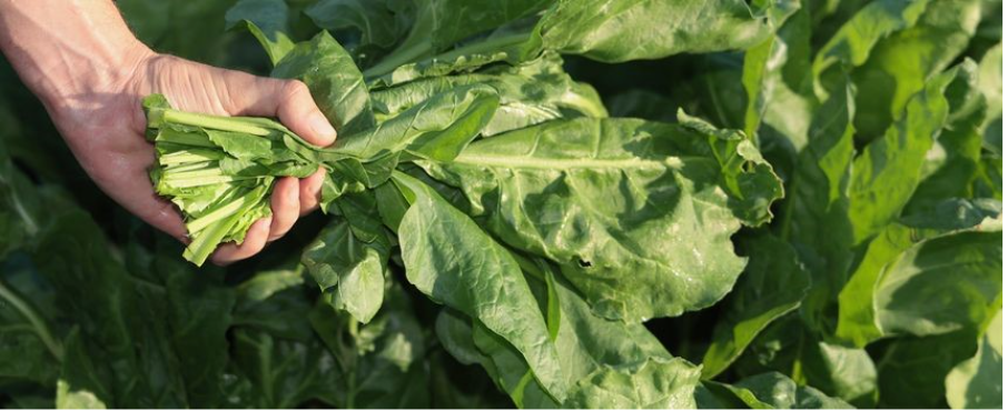 legumes feuilles a semer en avril