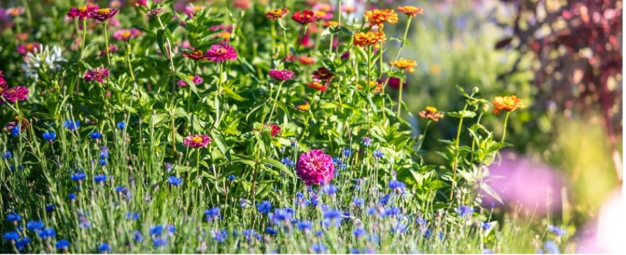 les fleurs à semer en avril