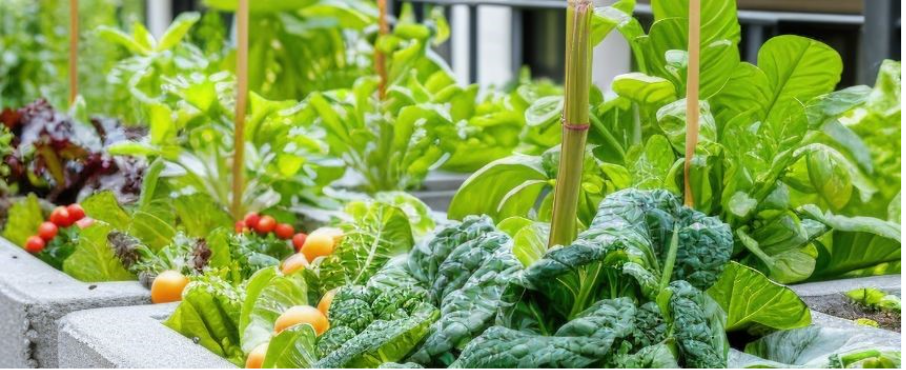 potager de balcon en avril