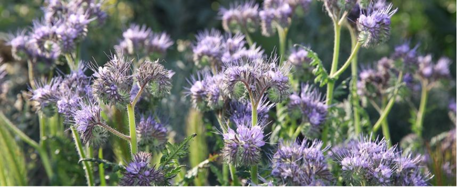 engrais verts à semer en avril