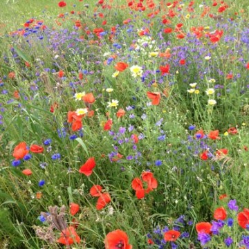 Fleurs en mélange