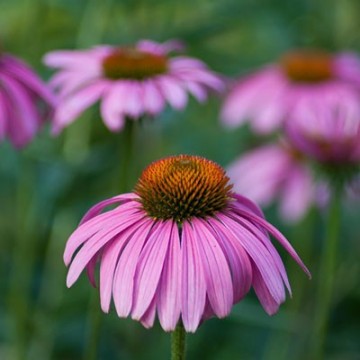 Rudbeckie Echinacée