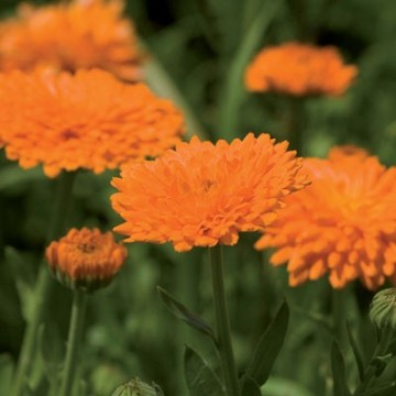 Souci des jardins