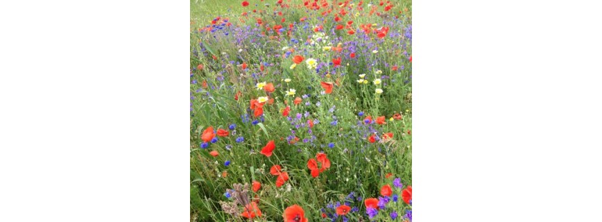 Fleurs en mélange