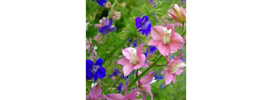 Delphinium