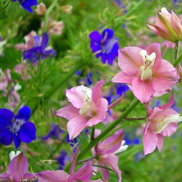 Delphinium