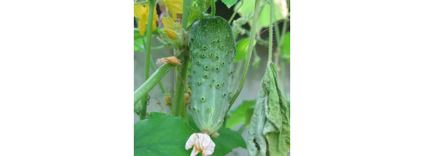 Cornichon