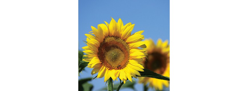 Tournesol