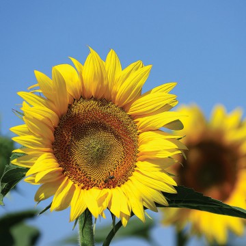 Tournesol