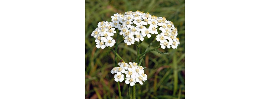 Achillée