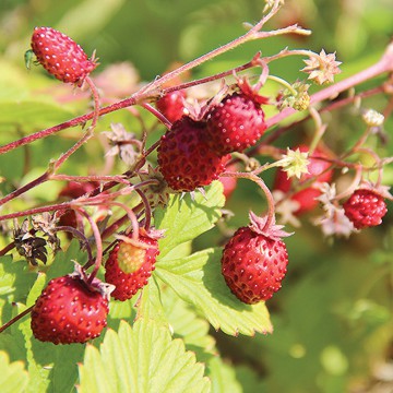 Fraise