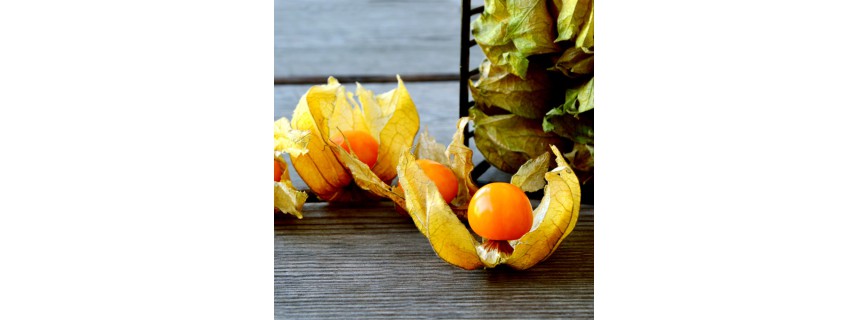 Physalis