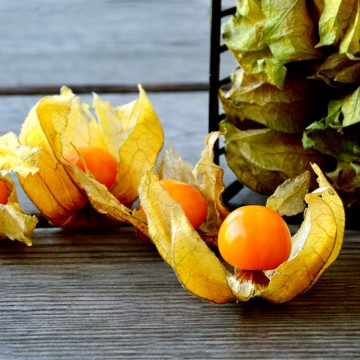 Physalis