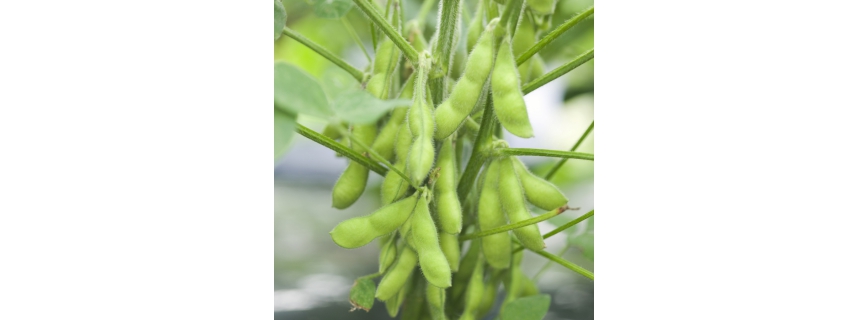 Soja Edamame