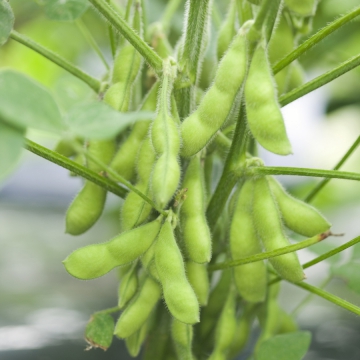 Soja Edamame