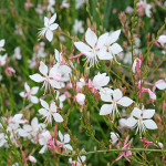 Gaura