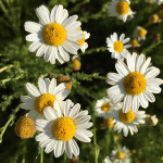 Camomille