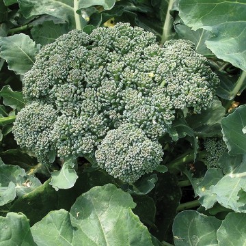 Brocoli