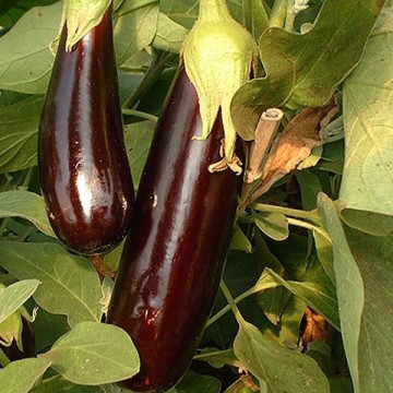 Aubergine