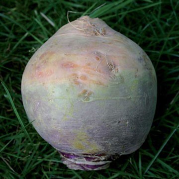 Rutabaga