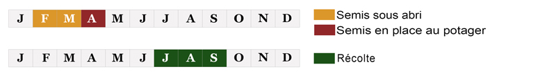 calendrier semis oignon bio