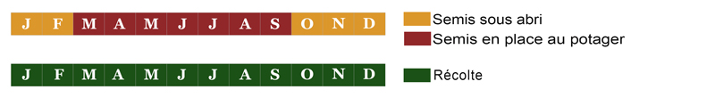 calendrier semis mache bio